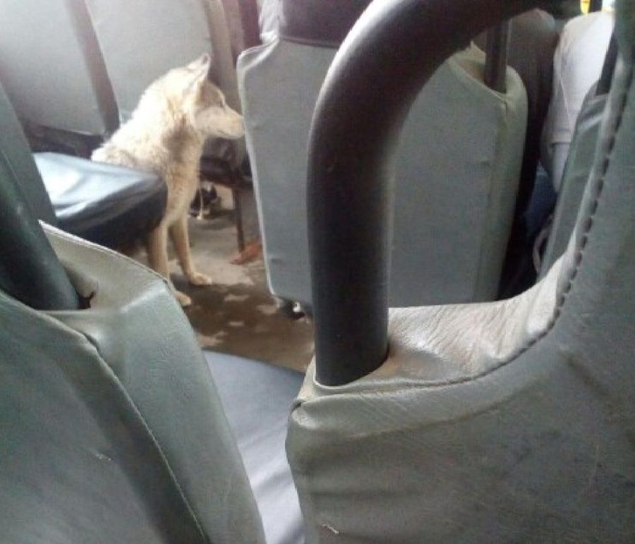 Породистая собака каталась по Костроме на автобусе