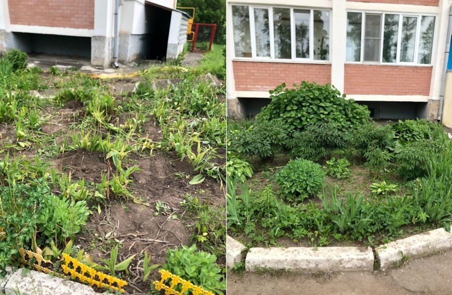 Костромская семья при переезде выкопала цветы с клумбы и взбесила соседей