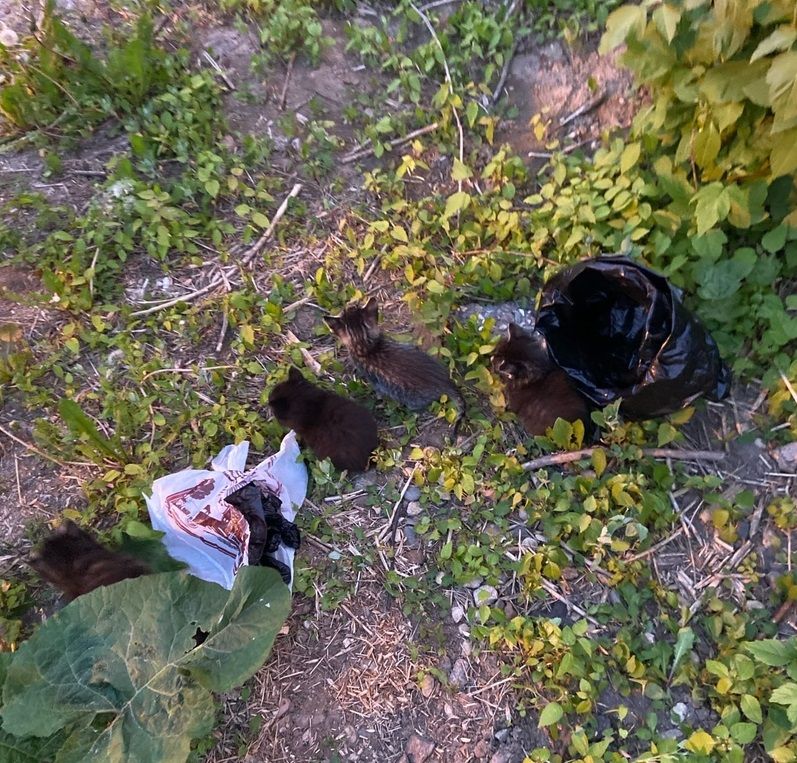 Неизвестные обрекли котят в Костроме на мучительную смерть в пакете