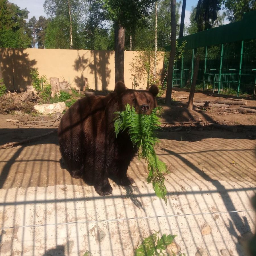 Медведь Миша из Костромы строит серьёзные отношения с Машей в зоопарке