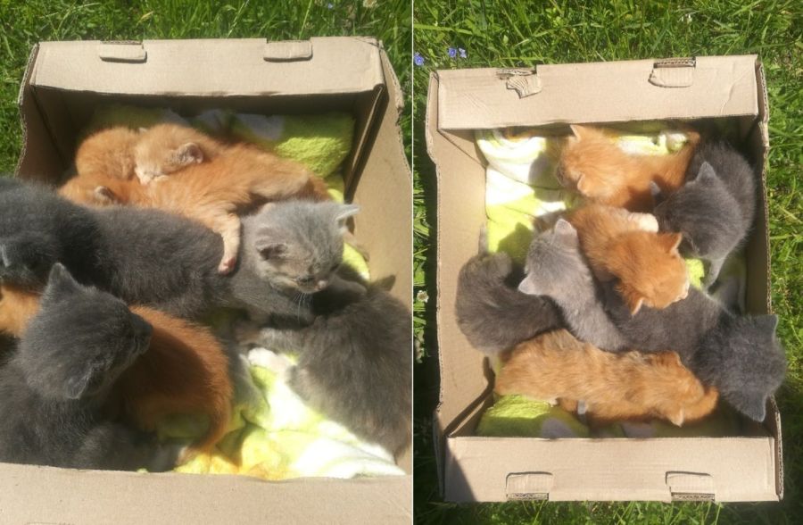 Костромич выбросил умирать 8 котят в коробке на улицу