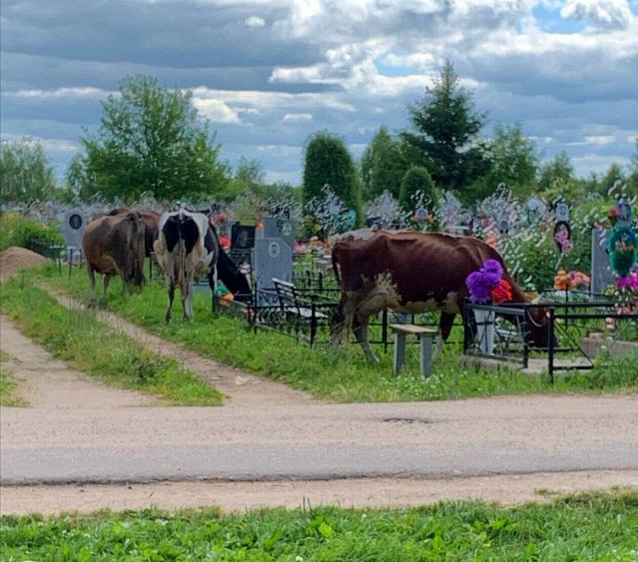 Костромских коров обвинили в осквернении могил