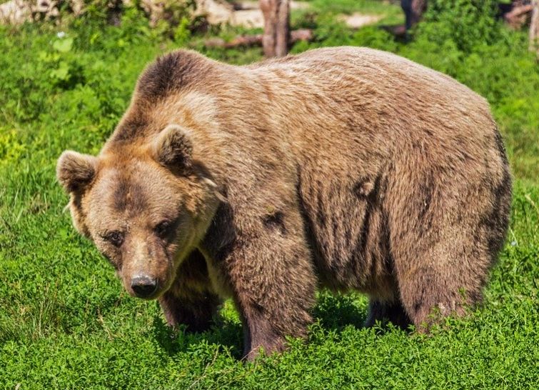 Убивать медведей и лосей снова разрешат в Костромской области