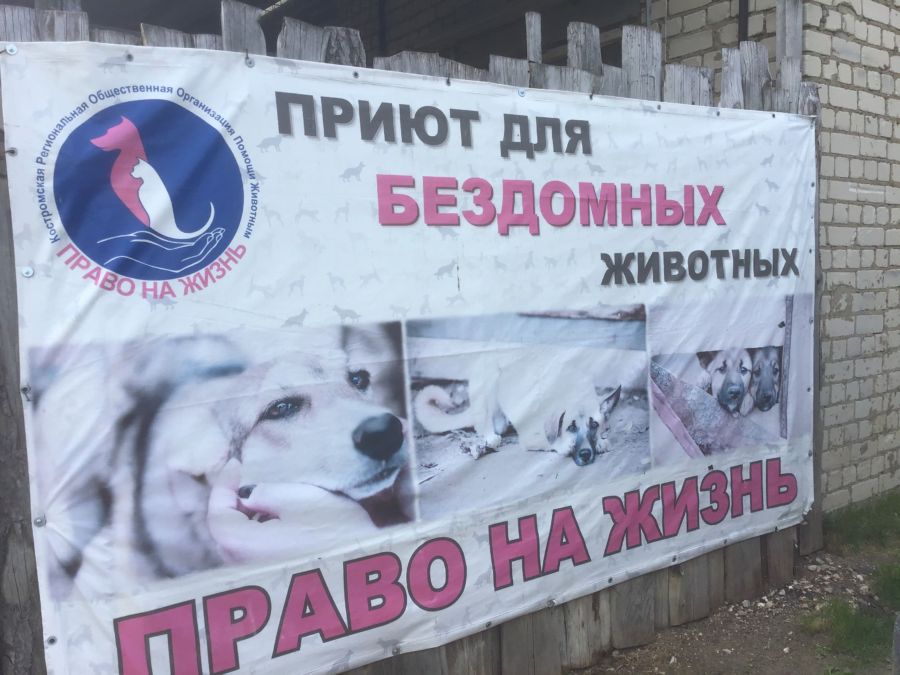 Костромскому приюту для животных подарили 2 тонны куриных голов