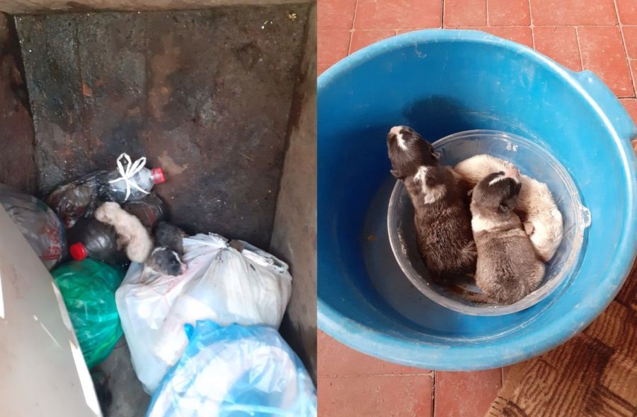 Костромская кошка усыновила выброшенных в мусорку щенков