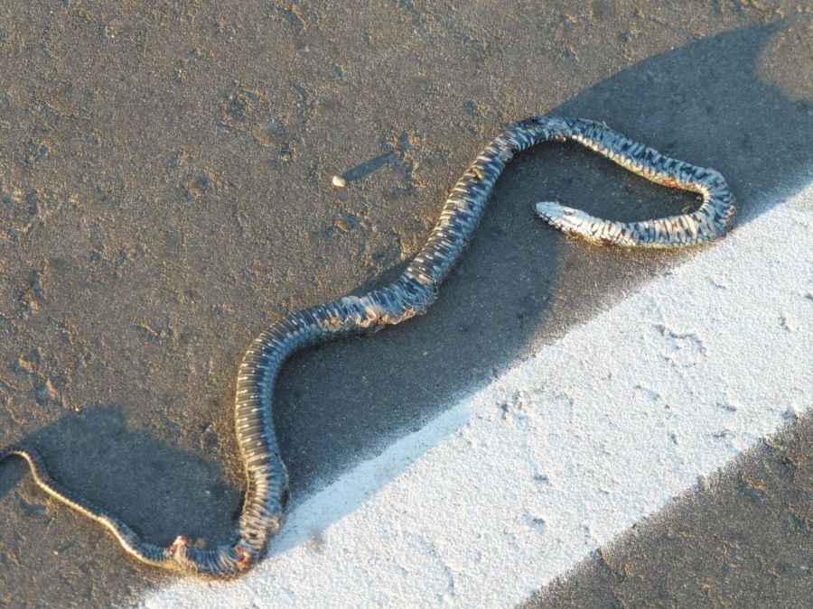 Гигантская змея запугала жителей в центре Костромы