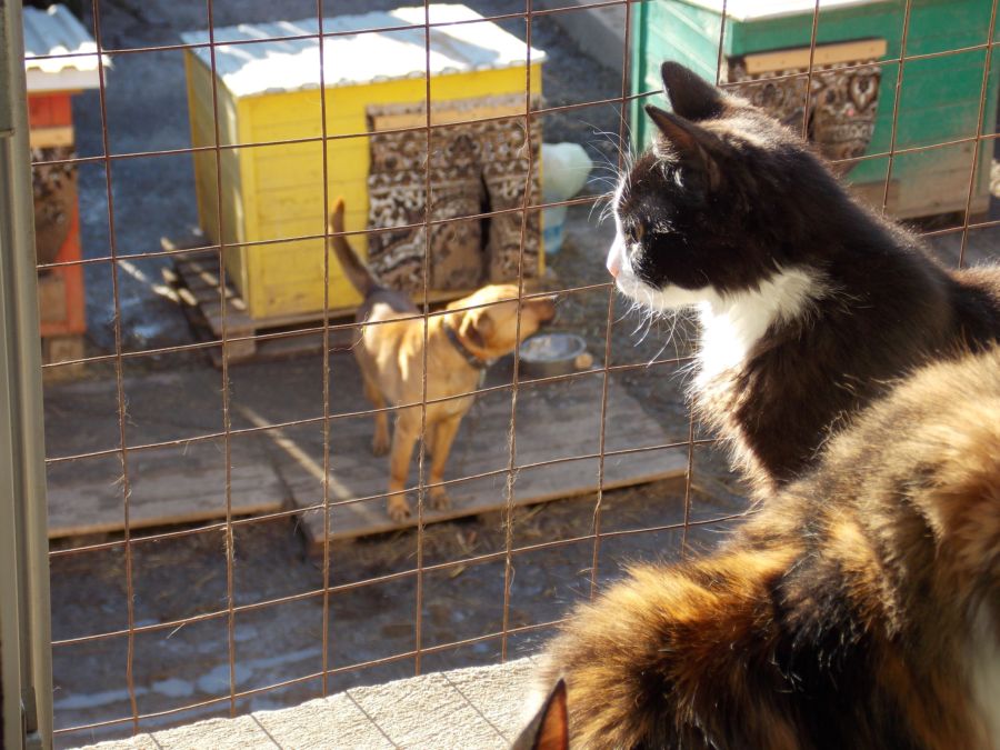 Бездомные кошки и собаки Костромы получили квартиру и дом в наследство