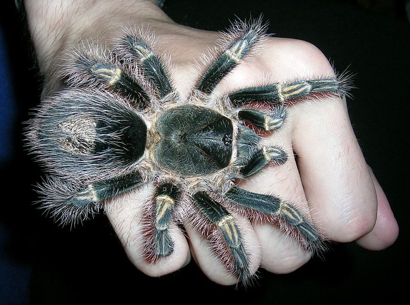 Самый большой в мире паук едва уместится на тарелке