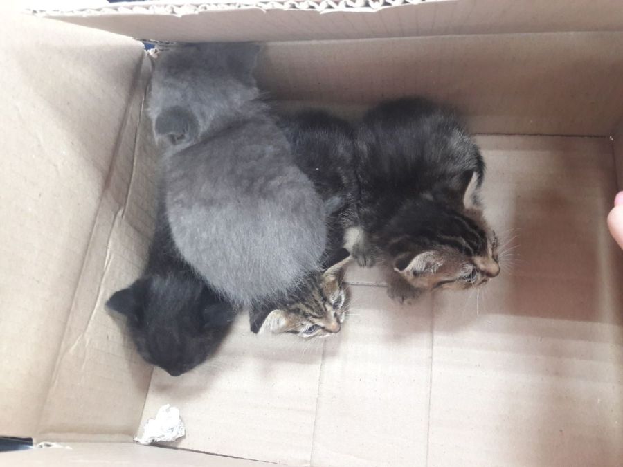 Котята с мамой тайно жили в костромском магазине несколько недель