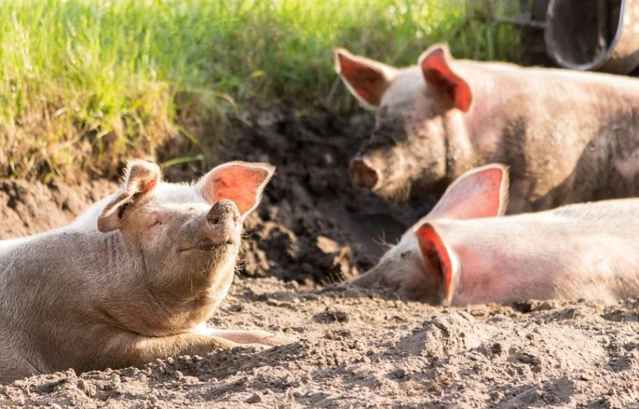 Африканская чума свиней приближается к Костромской области