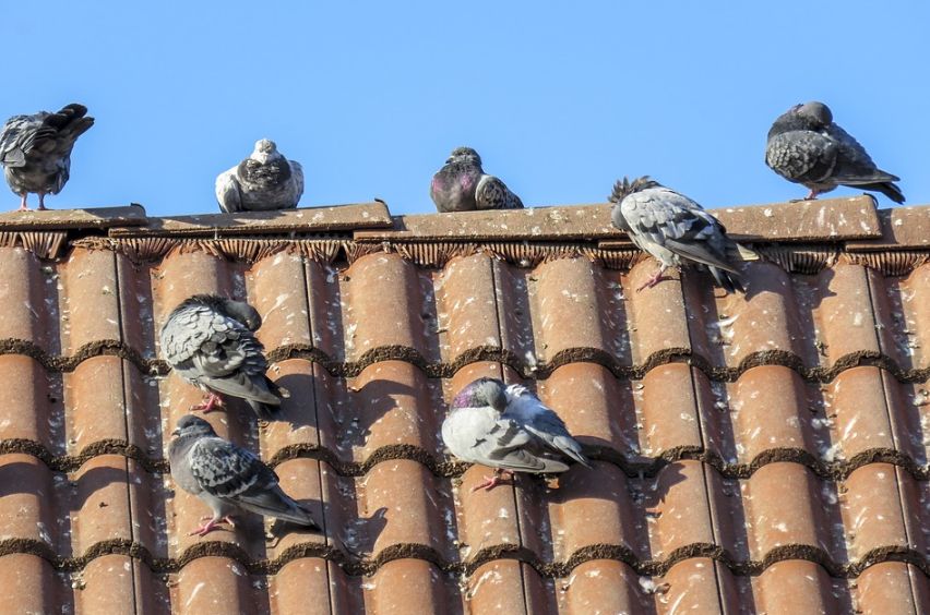 Птицы по кирпичикам разбирают жилой дом в Костроме на глазах жителей