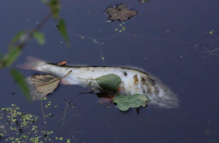 Специалисты объяснили массовую гибель рыб в Костроме
