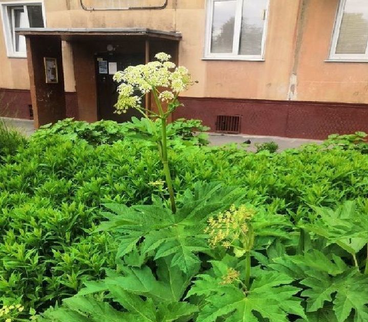 Опасный сорняк искалечил жителей Костромской области