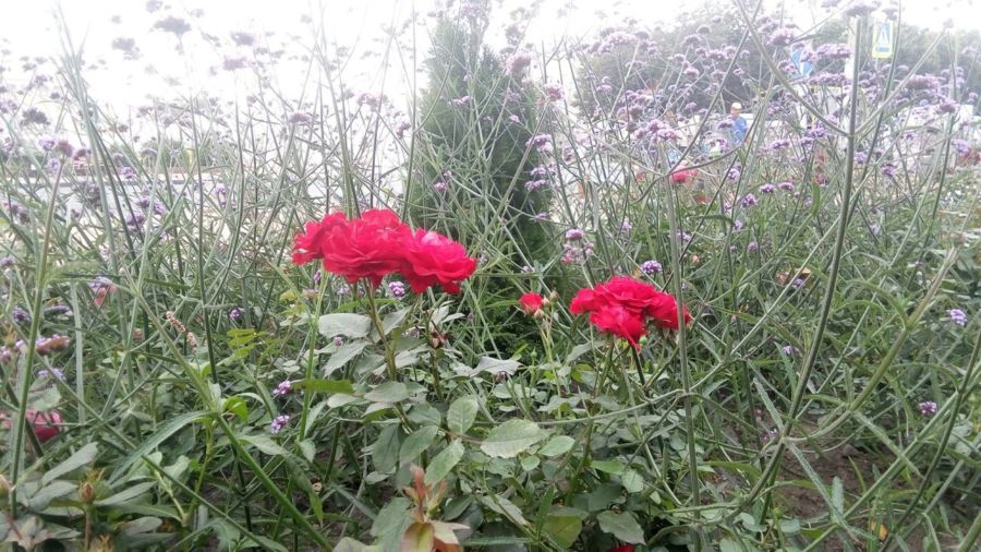Новые красивые цветы воруют с клумб Костромы десятками