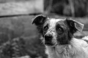 Неизвестные убивают домашних собак в Костроме сильнодействующим ядом