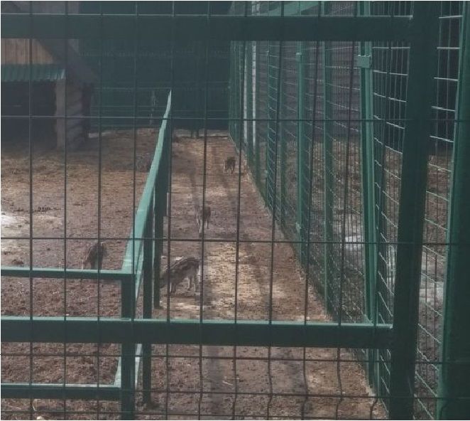 Стала известна причина исчезновения кабанчиков из костромского зоопарка