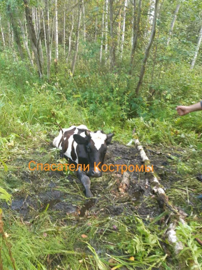 Корову Наташу спасли из костромского болота лопатой