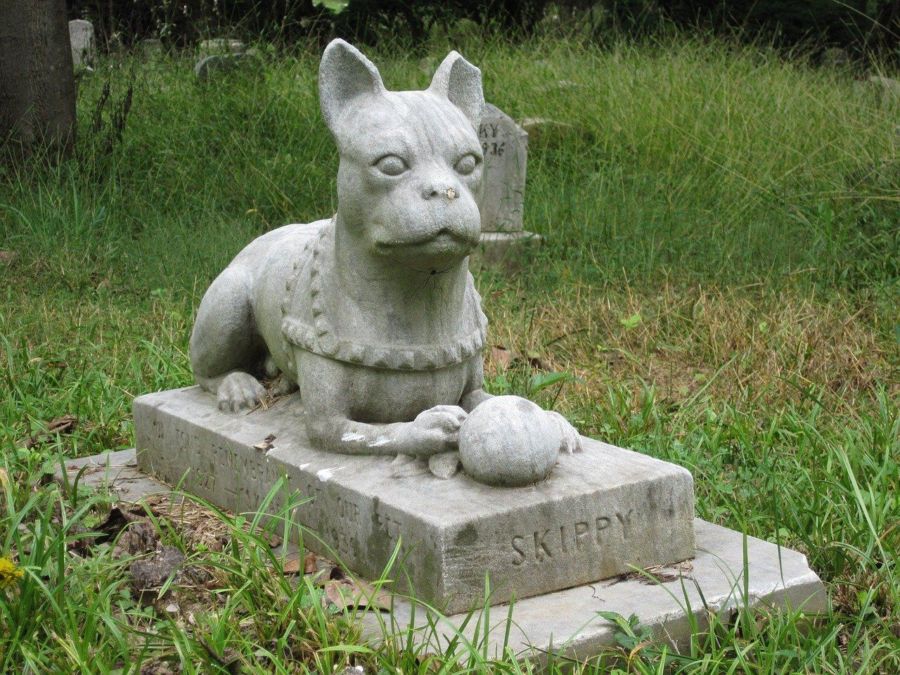 Кладбище домашних животных обнаружили в Костроме