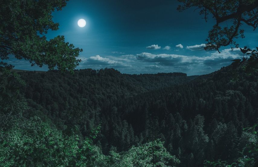 Десятки человек всю ночь искали подростков в костромском лесу