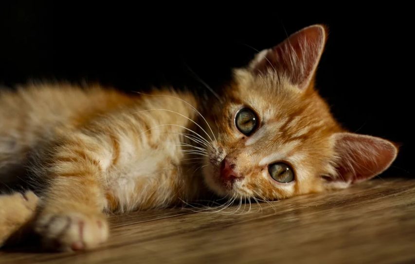Костромскому приюту для животных угрожают убийством котят