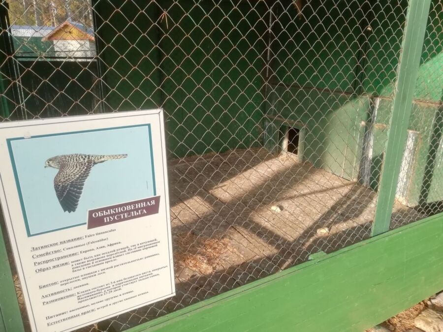 Мёртвые цыплята в костромском зоопарке вызвали скандал и шокировали детей