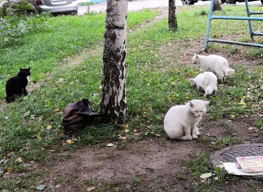 Костромичка выкармливает больше десяти изгнанных котов