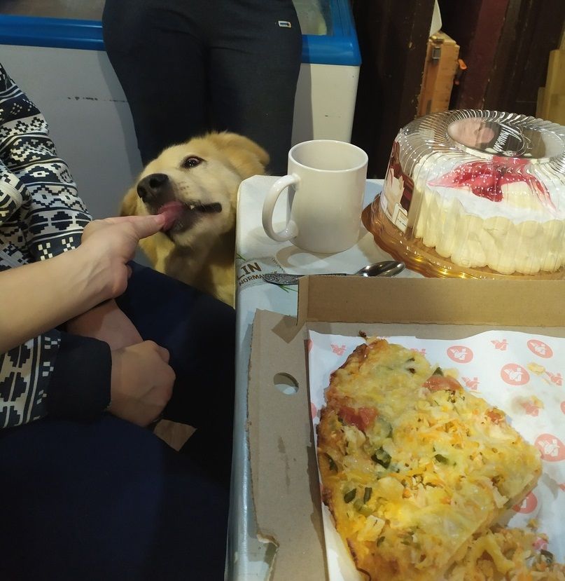 Костромичка пригласила на свой день рождения 100 кошек и собак