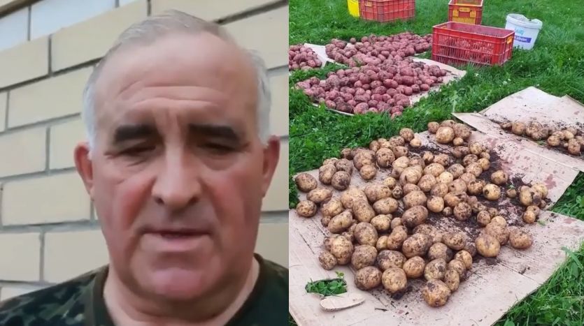 Сергей Ситников в ходе выборов выкопал на своем огороде потрясающую картошку