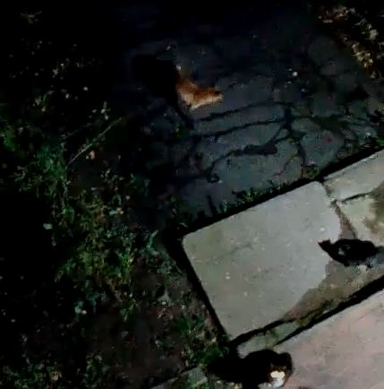 Два отважных костромских кота отогнали дикого зверя от дома хозяев