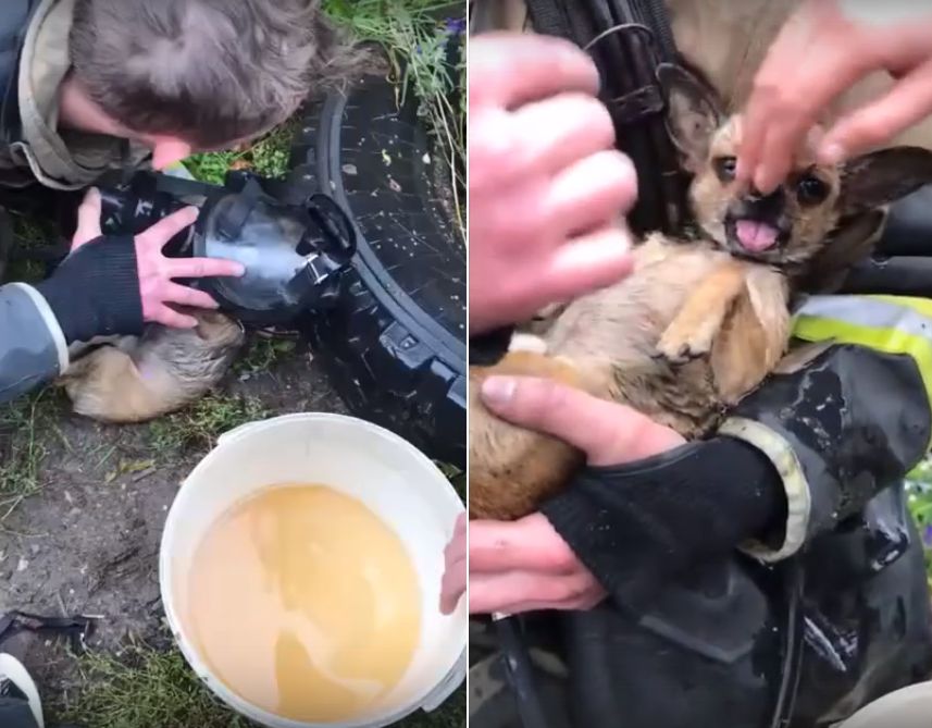 Костромские пожарные сделали задыхающейся собаке искусственное дыхание