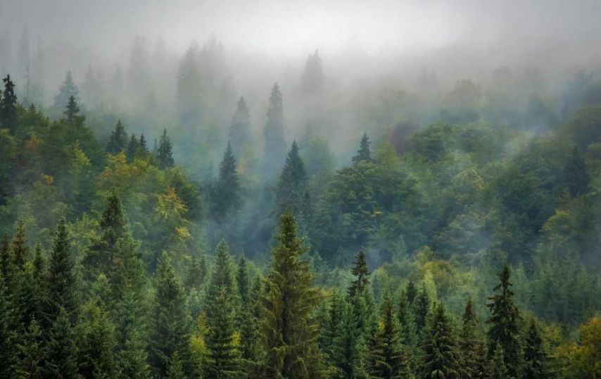 Необработанный костромской лес запретили вывозить за границу