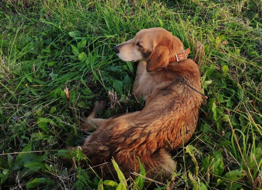 Костромские спасатели ищут владельца собаки с навигатором