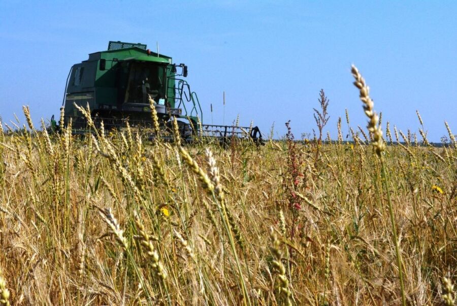 Сотни тысяч тонн урожая в Костроме оставили на полях