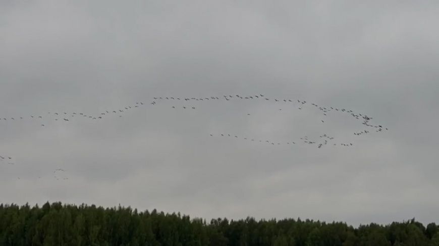 Уникальную стаю из сотен птиц обнаружили в Костромской области