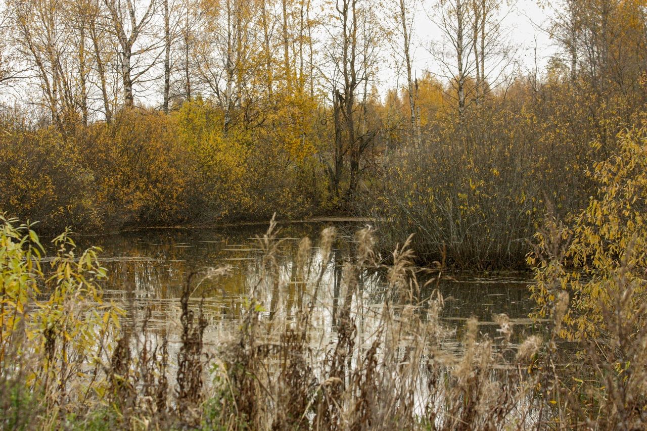 Бегуны со всей страны преодолеют непроходимые болота и топи Костромской области