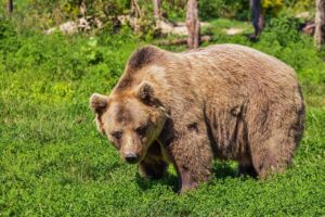 Костромские медведи могут заразить людей смертельной болезнью