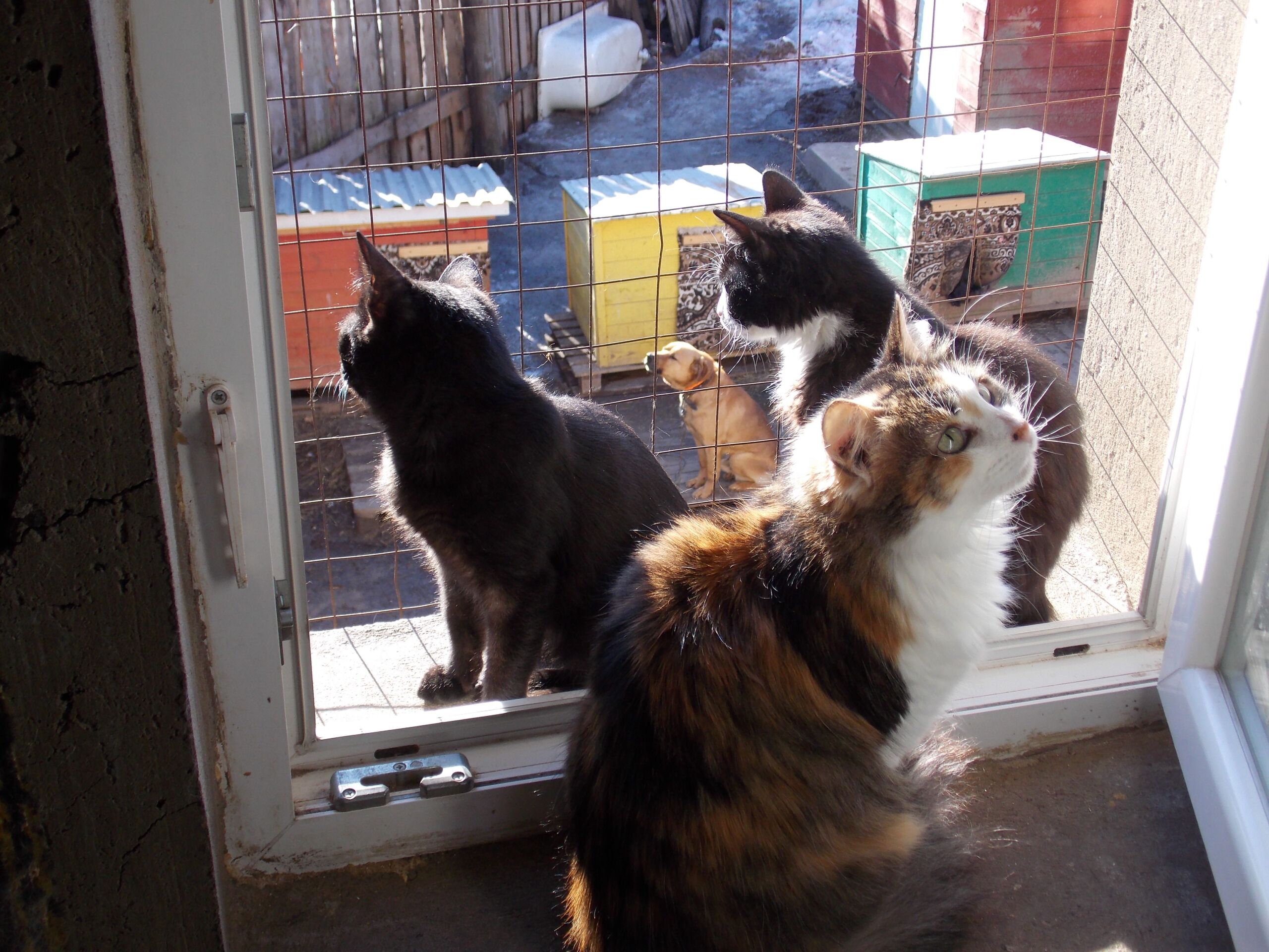 Костромской приют для животных завалили десятками котов
