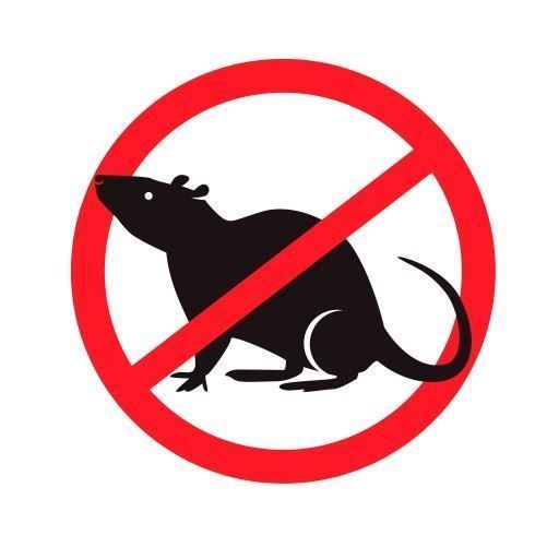 Директорам костромских школ и заводов приказали пересчитать крыс
