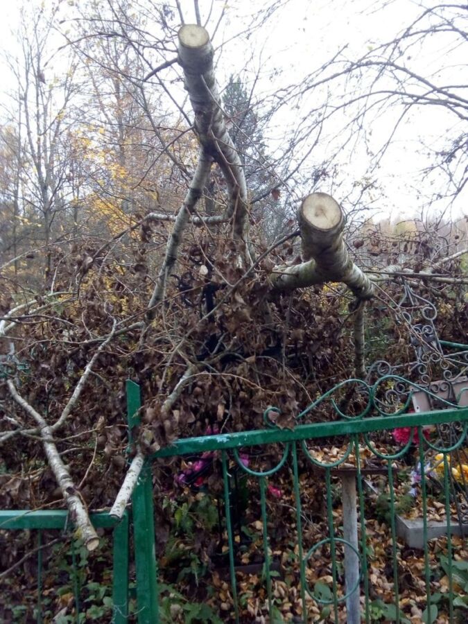 Неизвестные изуродовали костромское кладбище бензопилой