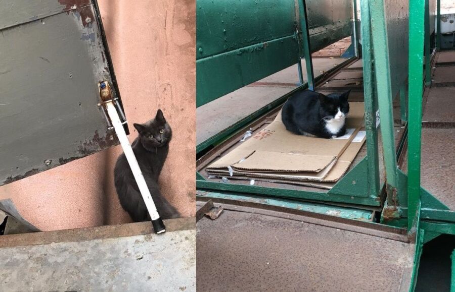 Костромской рынок атаковала армия бездомных кошек