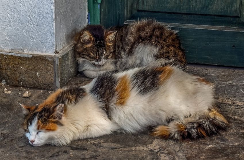 Костромские старшие по дому массово выгнали кошек на мороз