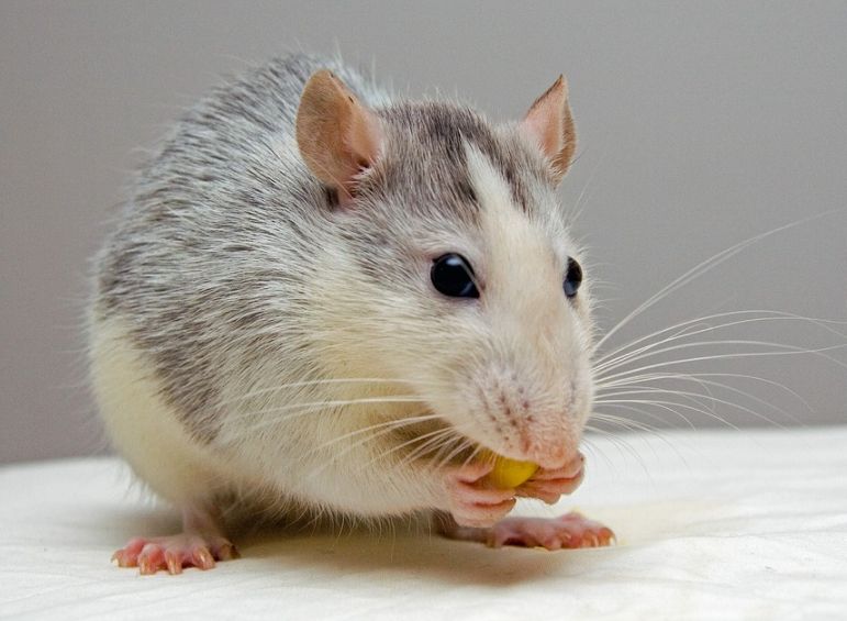 Костромичи пожаловались на дефицит крыс в городе
