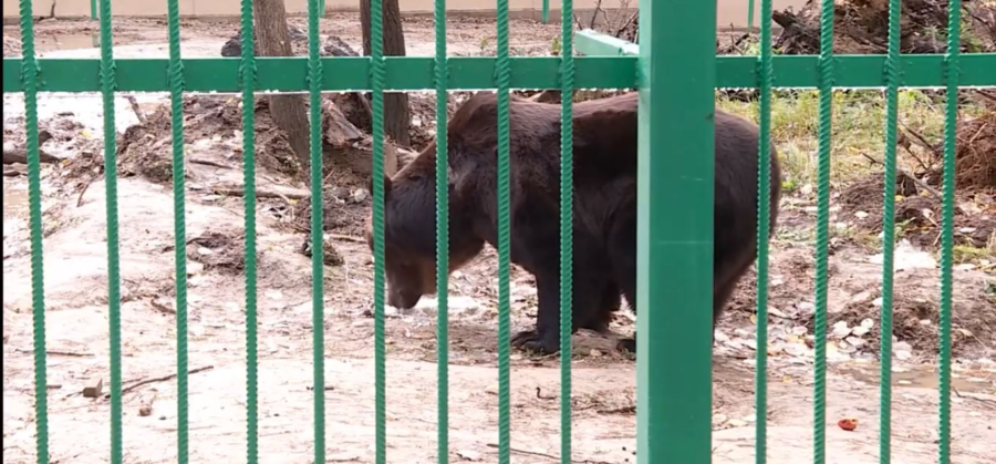 Медведи в зоопарке Костромы выбрались из тесных клеток
