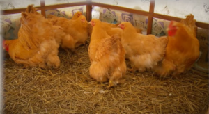 Целую неделю в Костромской области убивают куриц