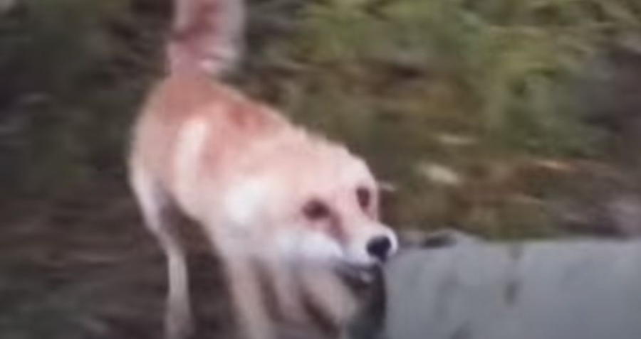 Злобные лисы набрасываются на прохожих в Костроме