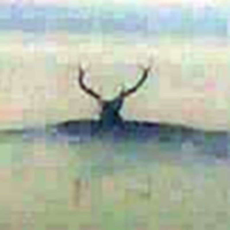 Олень-призрак 4 года плавает в древнейшем костромском озере