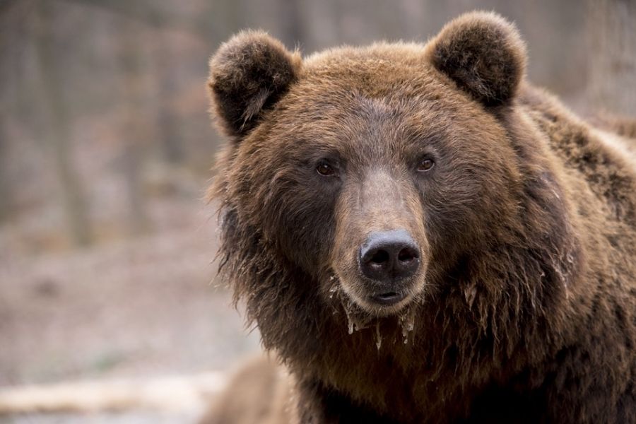 Тысячи косолапых медведей обнаружились в Костромской области