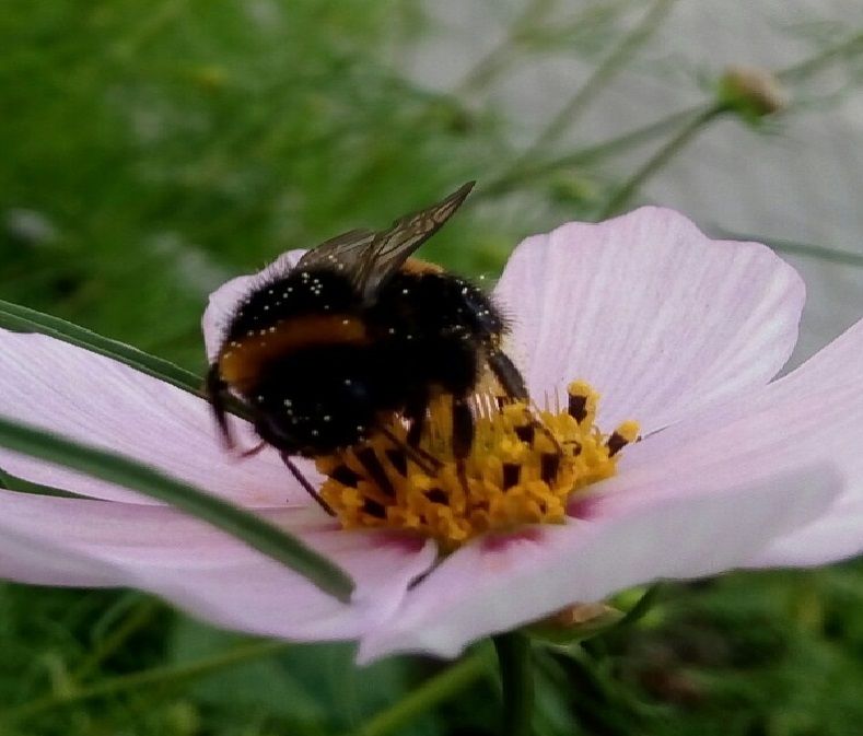 Костромичам посоветовали жужжать по-пчелиному ради урожая