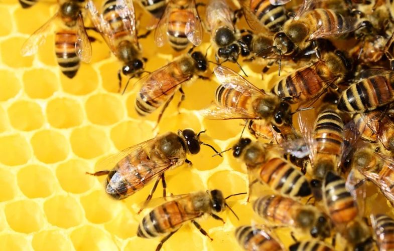 Костромской суд будет разбираться в деле о неправильных и злобных пчелах