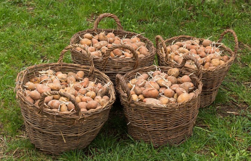 Костромская картошка в этом году подвела всю область